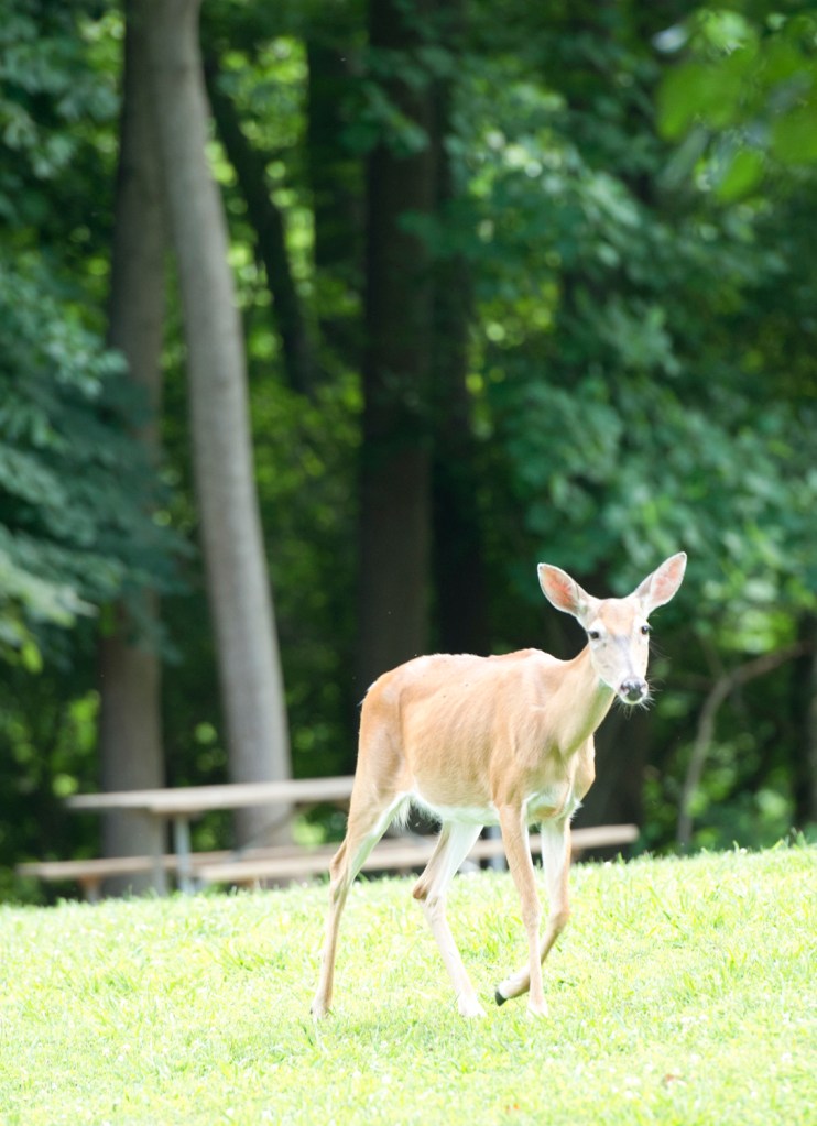 WoodendSanctuaryWedding-27